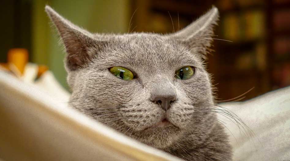 知的で洗練された猫